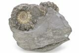 Jurassic Ammonite (Xipheroceras) Fossil Cluster -Dorset, England #243499-4